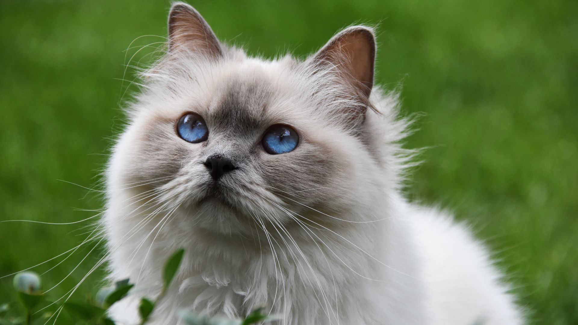 German Longhair Cat The Rare and Regal Feline of Germany