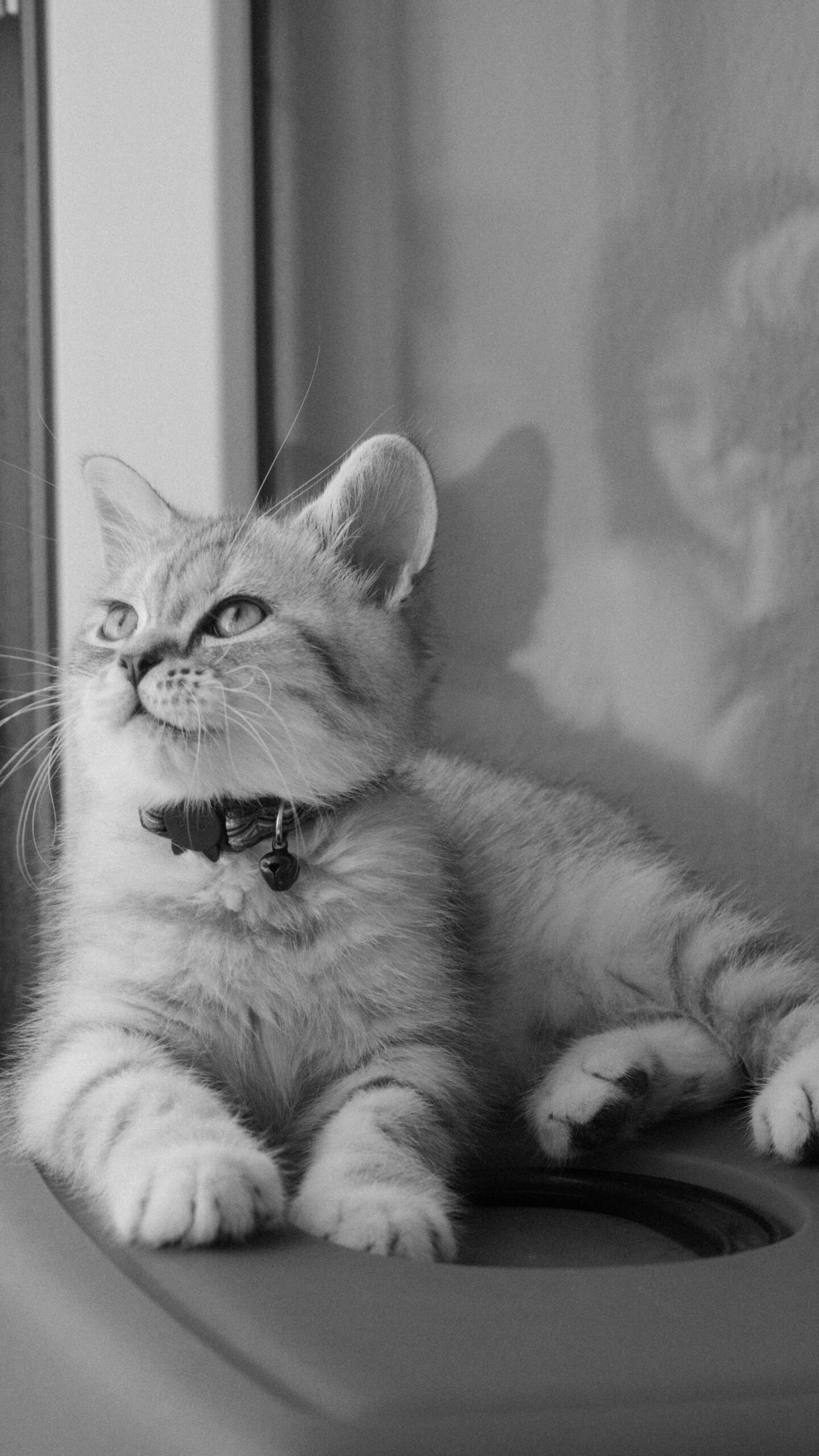German Rex vs Devon Rex: A Complete Comparison of Curly-Coated Cats