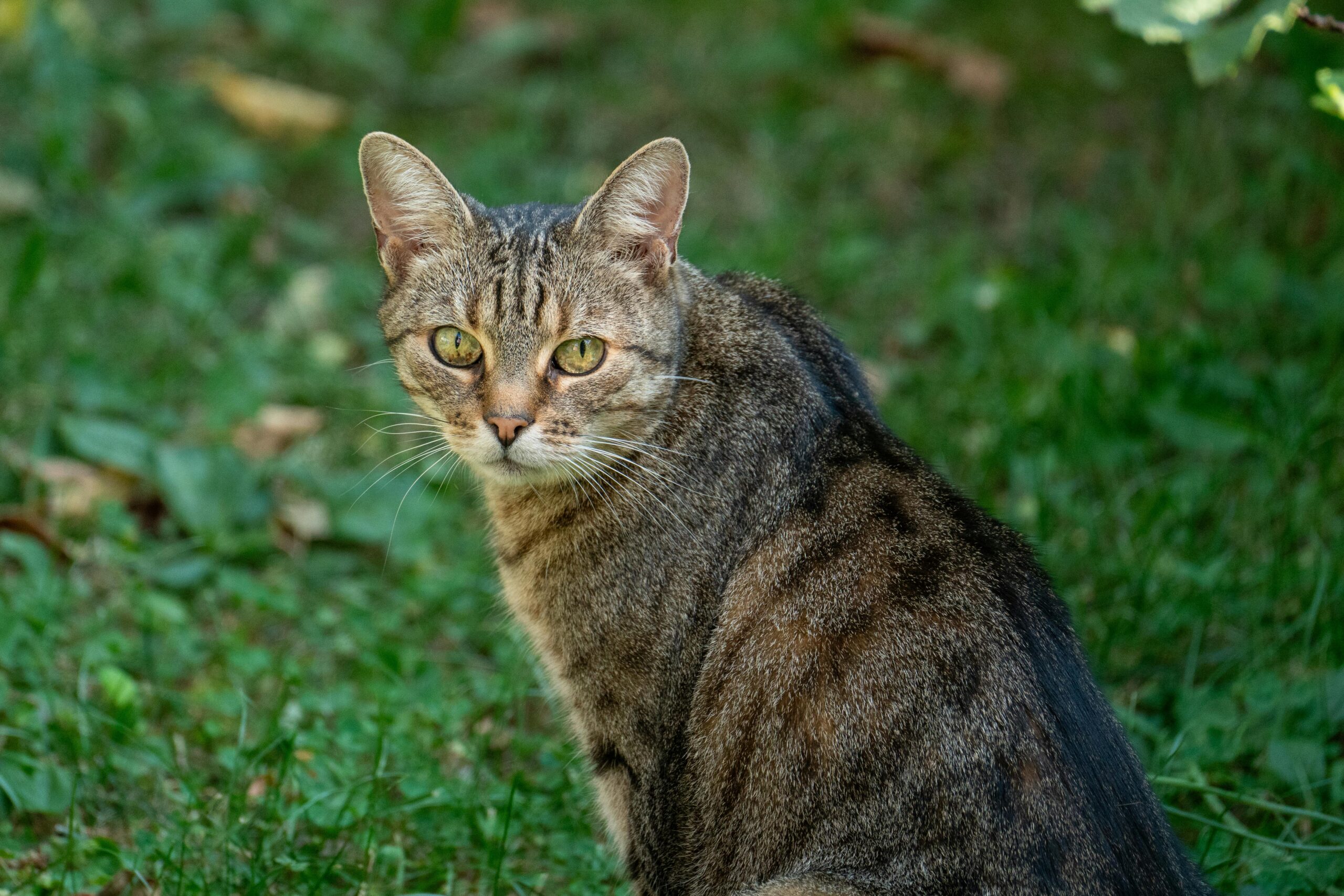 Tabby Cat: The World’s Most Beloved Feline Pattern