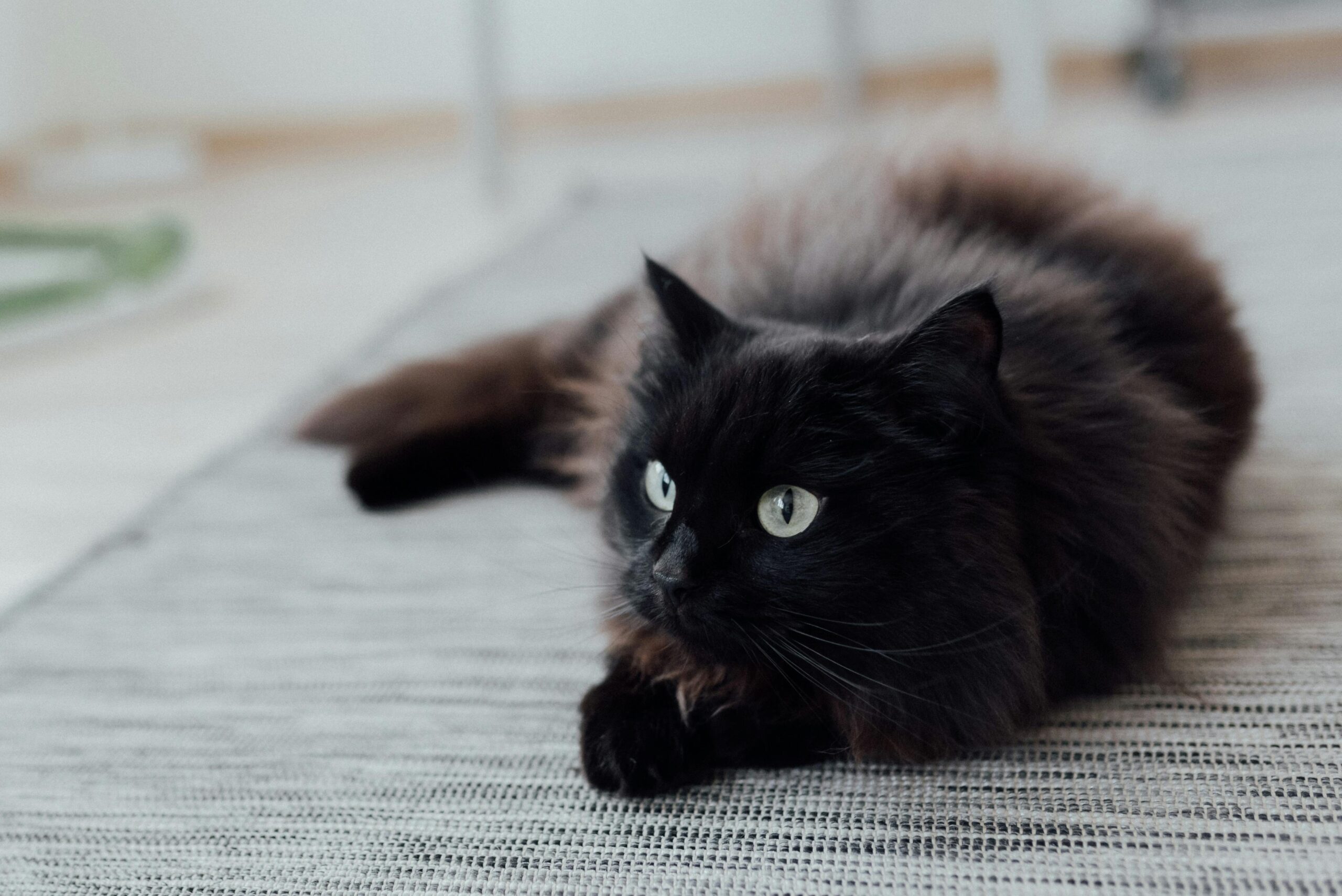 german black cat